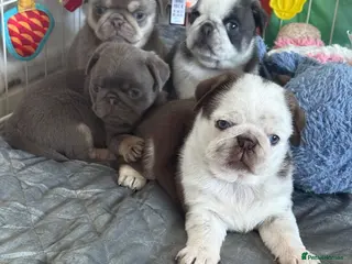 Pug dogs Kc pug puppies from a 5 star licensed breeder - Advert 1