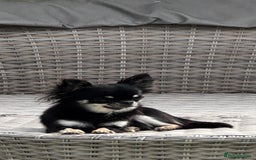 Chihuahua dogs for sale: KC Registered L/C Chihuahuas - Image 5