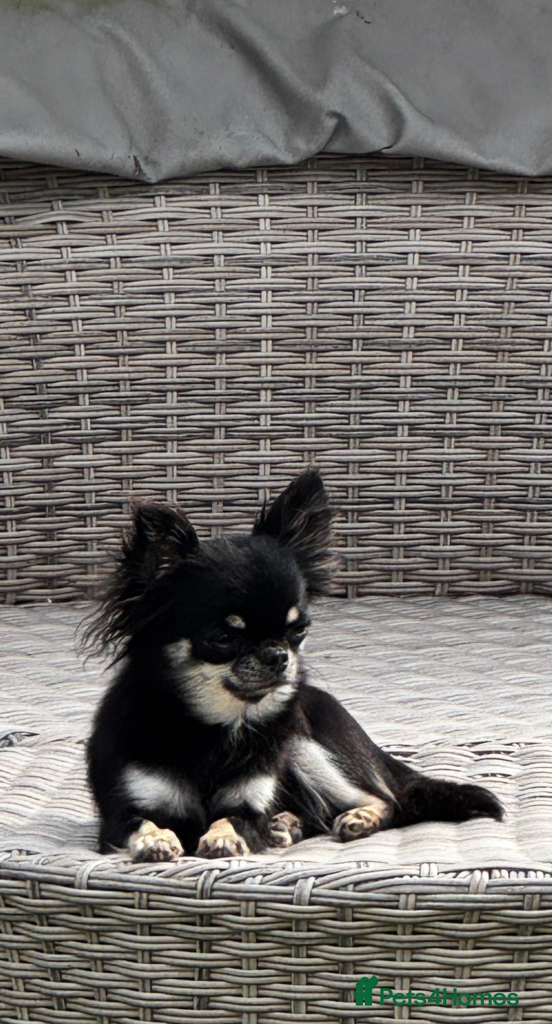 Chihuahua dogs for sale: KC Registered L/C Chihuahuas - Image 5