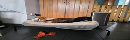 Cocker Spaniel dogs for sale: Stunning Working Cocker Pups KC Reg. - Advert 3