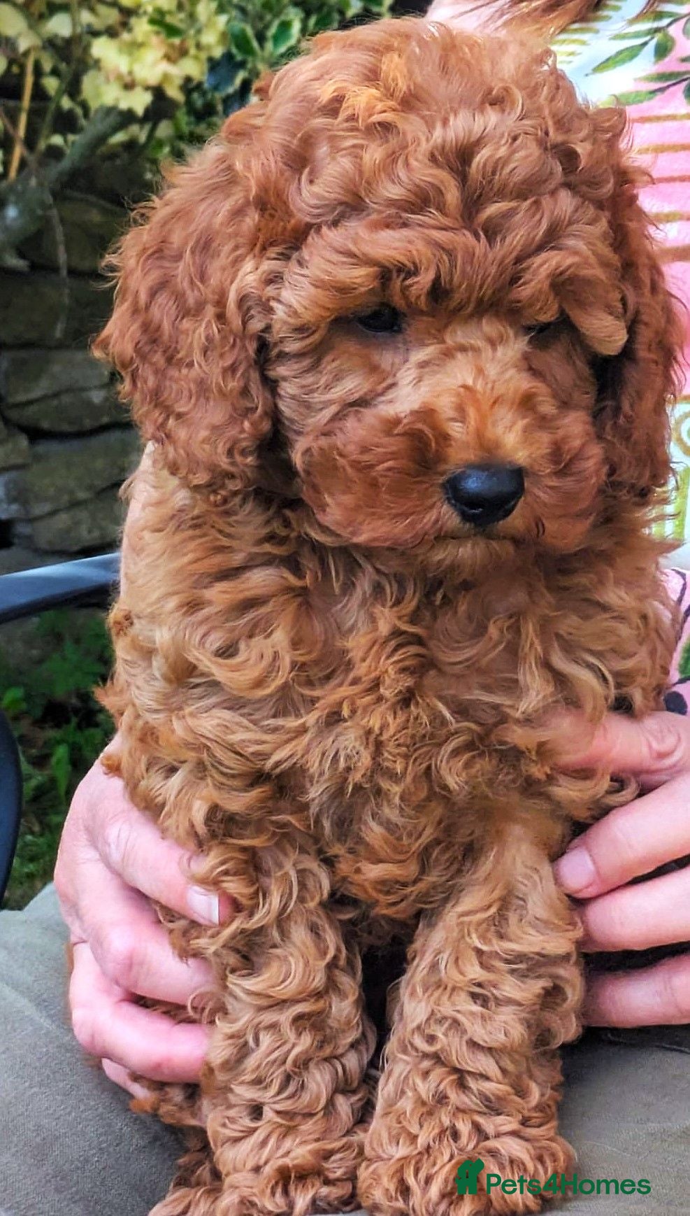 Cavapoo dogs The Best Quality Puppy, fully DNA tested Parents - Advert 2