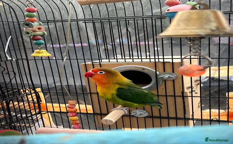 Lovebirds birds - Advert 1