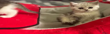 Munchkin Kitten 1
