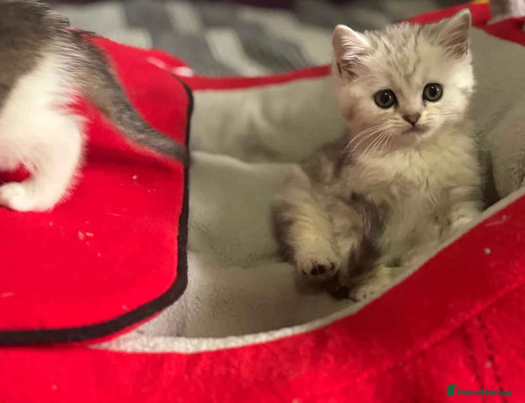 Munchkin cats for sale: Full Pedigree Munchkin Kittens - Advert 2