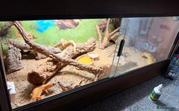 Leopard Gecko reptiles for sale: Leopard Gecko & Terrarium With All Equipment - Image 2