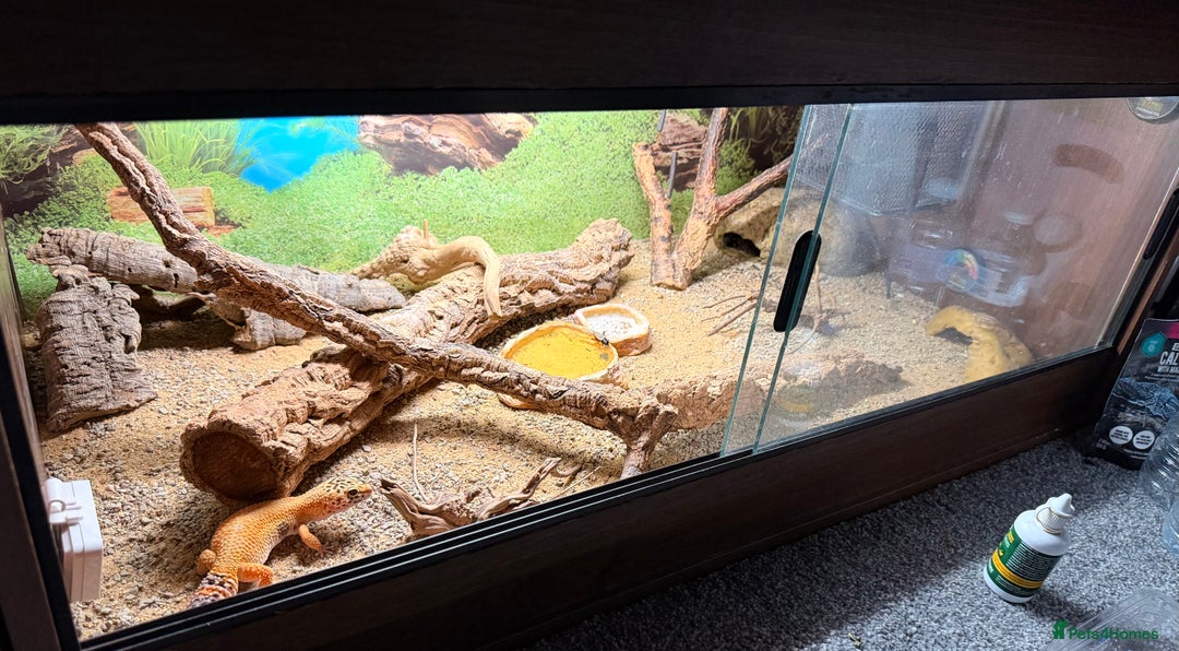Leopard Gecko reptiles for sale: Leopard Gecko & Terrarium With All Equipment - Image 2