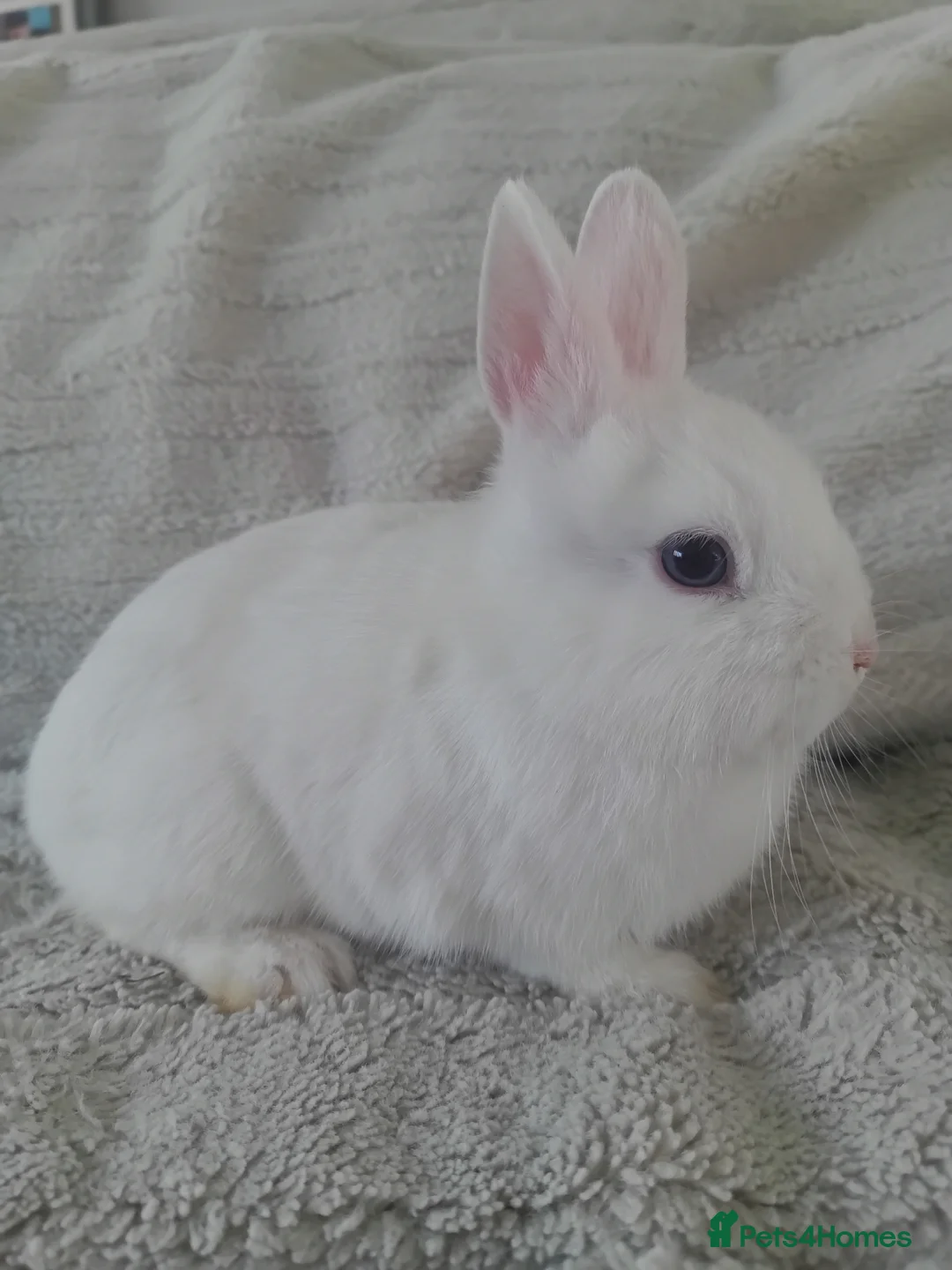 Netherland Dwarf rabbits for sale: Netherland Dwarf Blue Eyed Rabbit (Reserved) - Advert 3