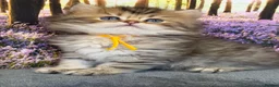 British Longhair cats for sale: British LH adorable golden kittens TICA  - Advert 21