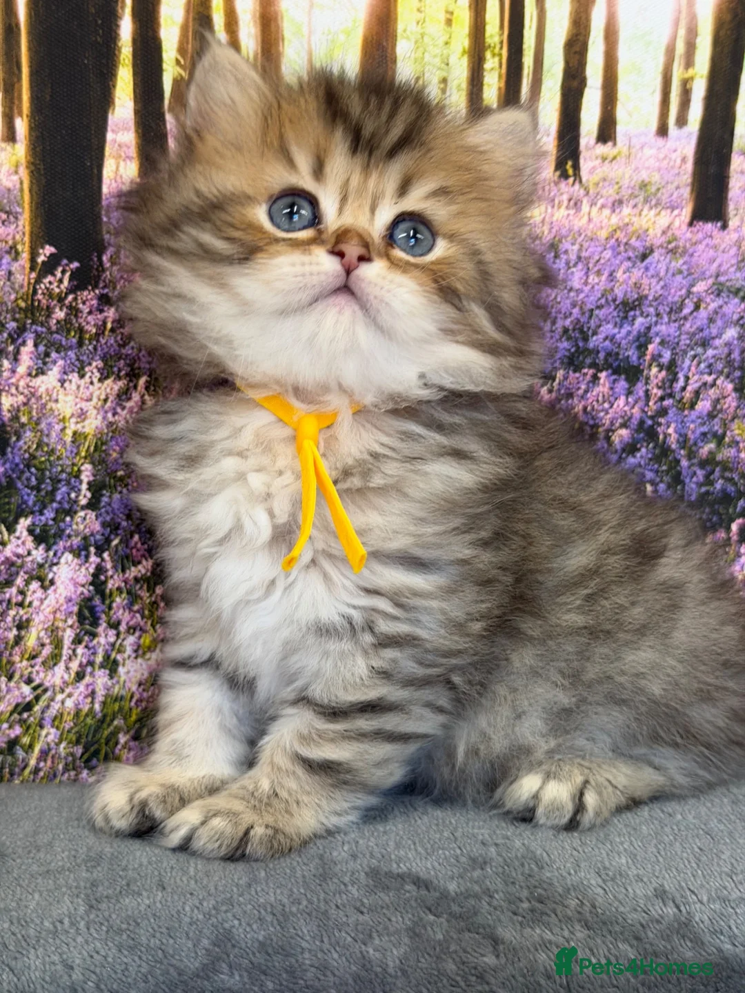 British Longhair cats for sale: British LH adorable golden kittens TICA  - Advert 21