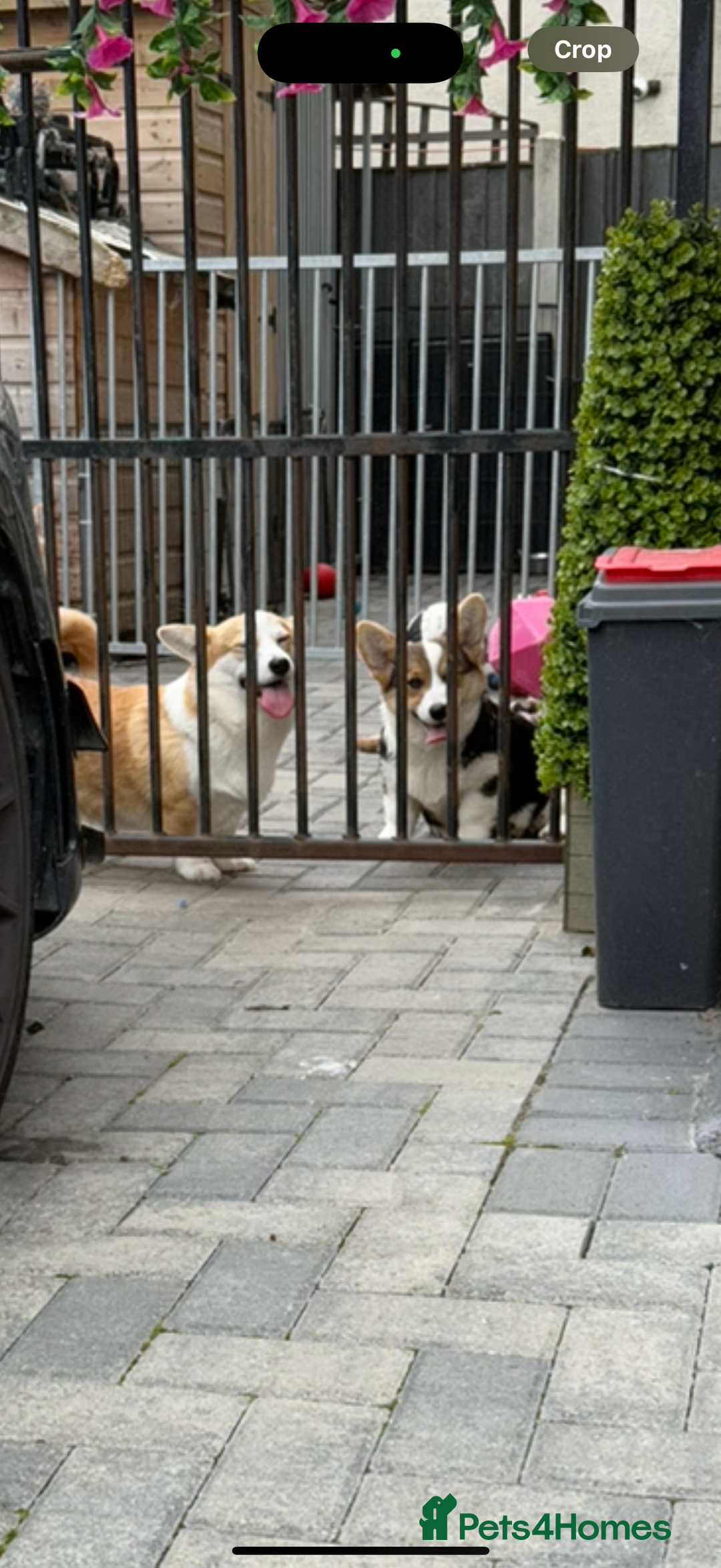 Welsh Corgi Pembroke dogs for sale: Kc corgi for sale  - Image 7