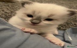 Ragdoll cats for sale: 🌟CHAMPION🌟 FATHER GCCF 🌟BLOOD LINE RAGDOLL - Image 11