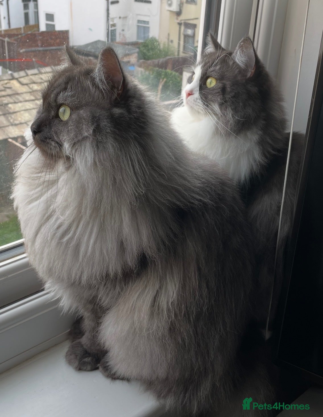 Mixed Breed cats Enzo and Willow (sibling Persian/ragdoll) - Advert 2