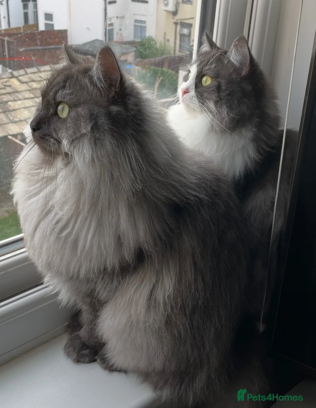 Mixed Breed cats for sale: Enzo and Willow (sibling Persian/ragdoll) in Mexborough - Advert 1