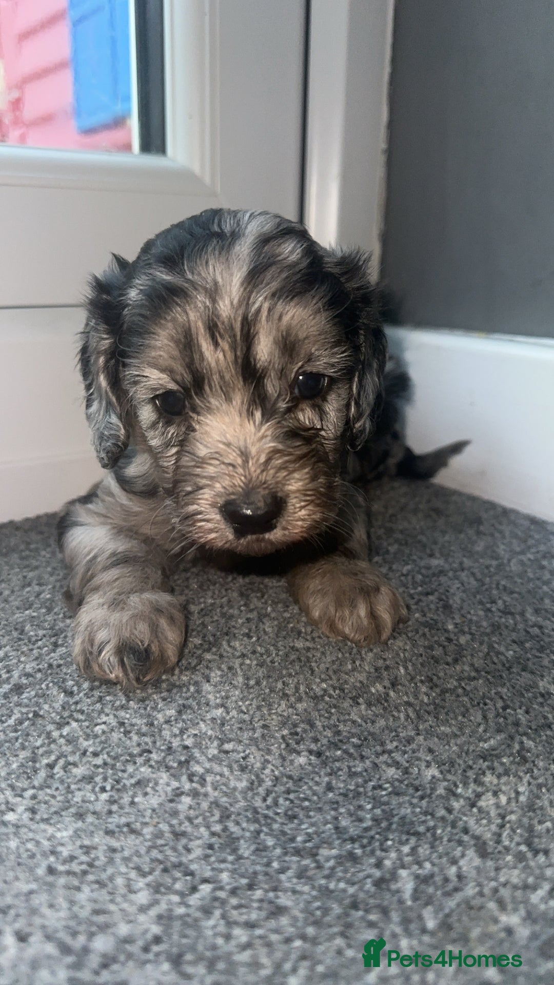 Cockapoo dogs for sale: 5 beautiful cockapoos! ONLY 2 LEFT  - Image 4
