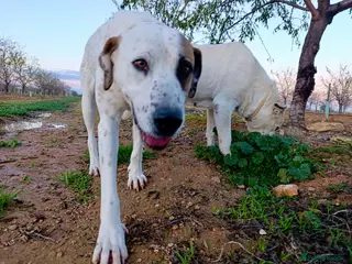 Mixed Breed dogs ‼️🚨URGENT🚨‼️ Bimba🩷🐾 - Advert 4