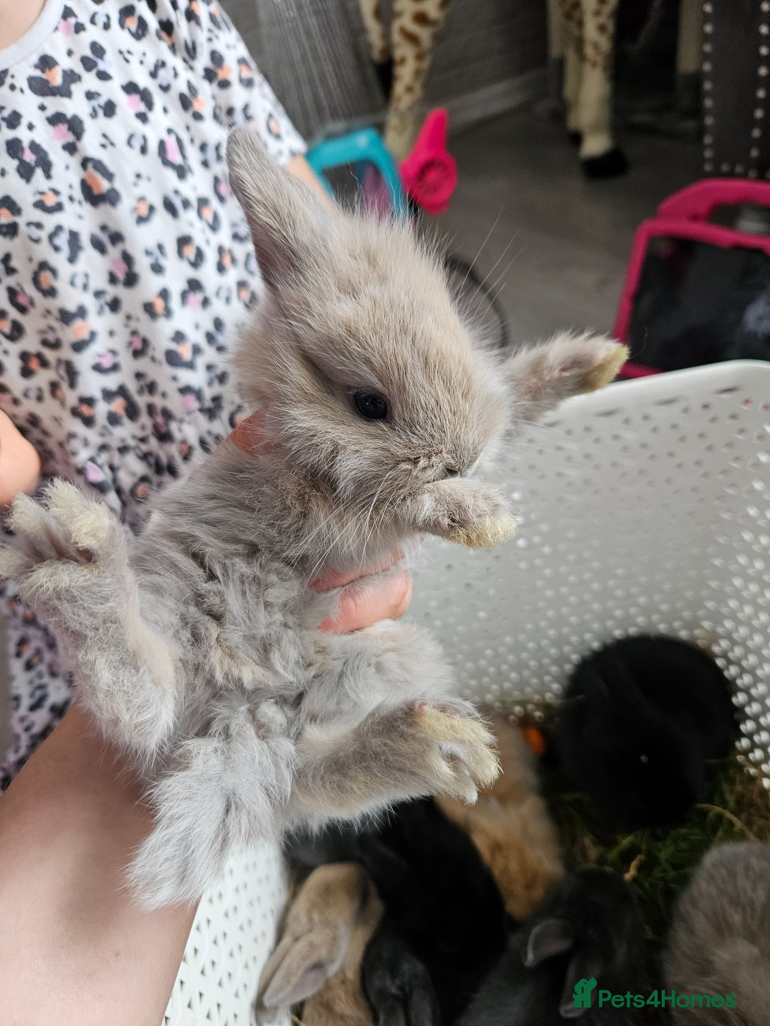 Mixed Breed rabbits for sale: Baby bunny's  - Advert 12