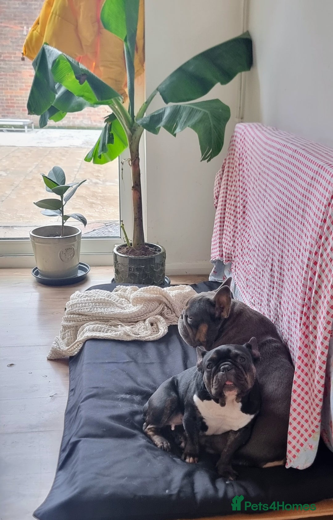French Bulldog dogs for sale: Facing homelessness so Gwen is looking for a home  - Image 4