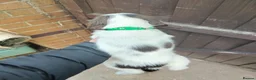 English Springer Spaniel dogs for sale: Beautiful litter of English Springer spaniels - Advert 13