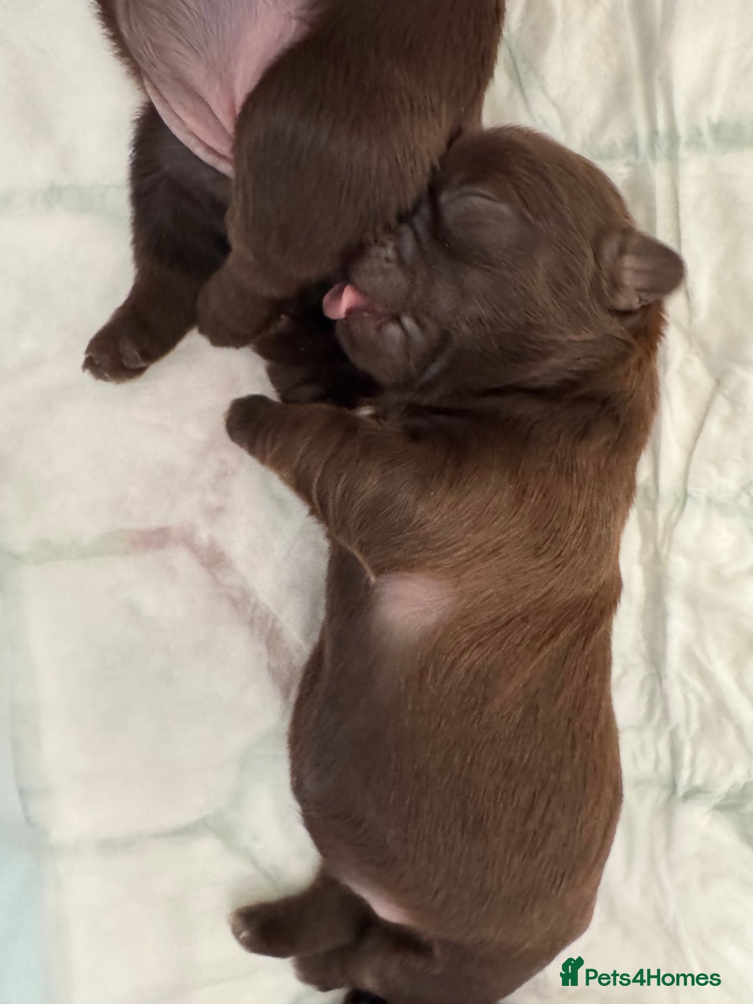 Shih Tzu dogs for sale: ✨ Exceptional Shih Tzu Puppies – Available✨ - Advert 12