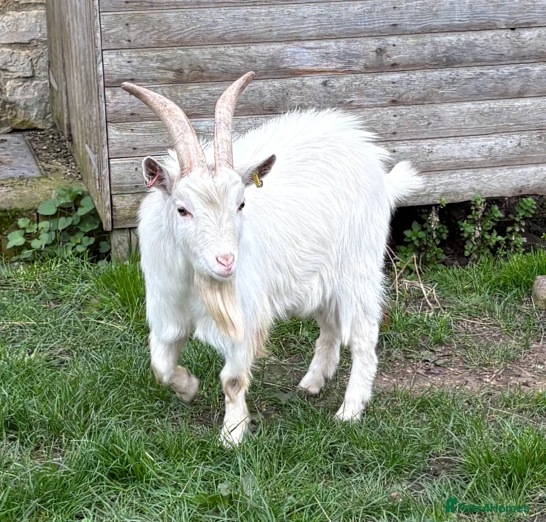 Goats livestock for sale: Young proven Pygmy Billy Goat - Advert 1