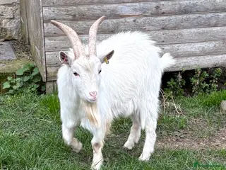 Goats livestock Young proven Pygmy Billy Goat - Advert 7