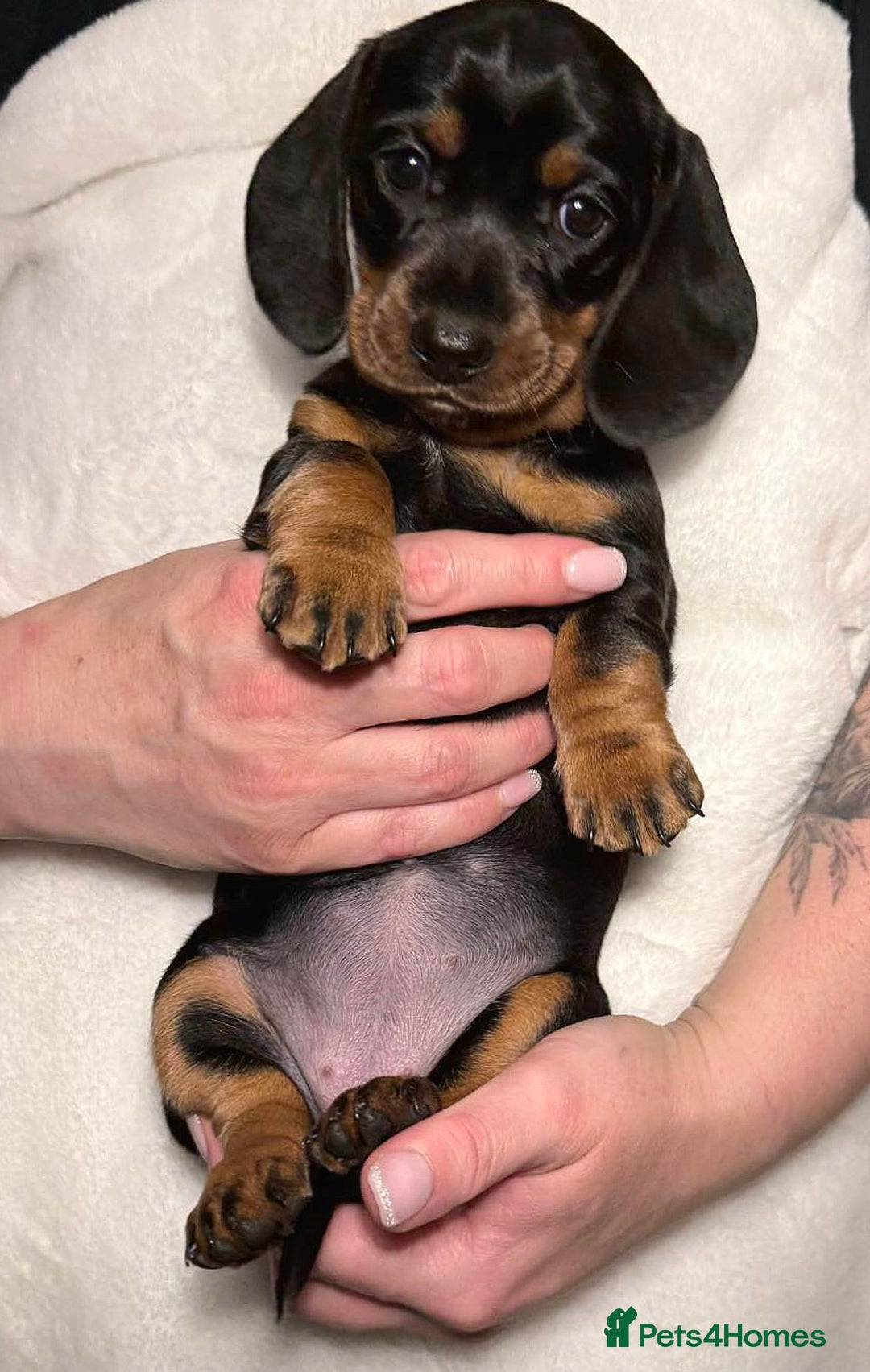 Miniature Dachshund dogs for sale: Miniature short haired daschunds  - Image 17