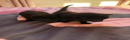 British Shorthair cats for sale: Kittens for sale  in Bradford - Advert 7