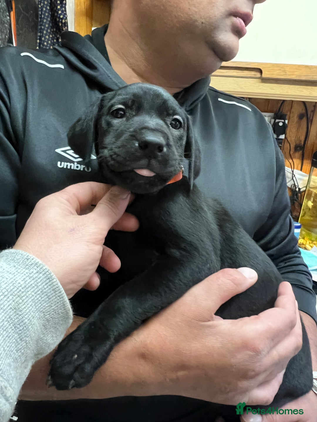 Mixed Breed dogs for sale: Beautiful mix Labrador/German Shepherd/Stuffy - Advert 11