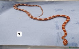 Corn Snake reptiles for sale: Corn Snake Morphs  - Image 6