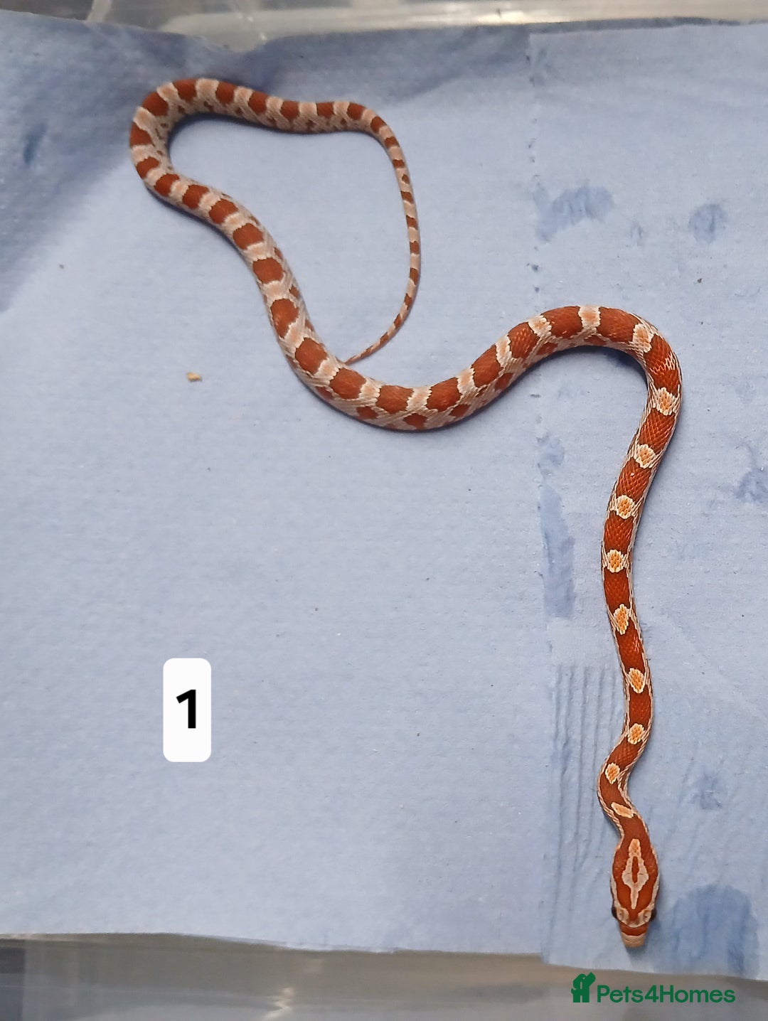 Corn Snake reptiles for sale: Corn Snake Morphs  - Image 6