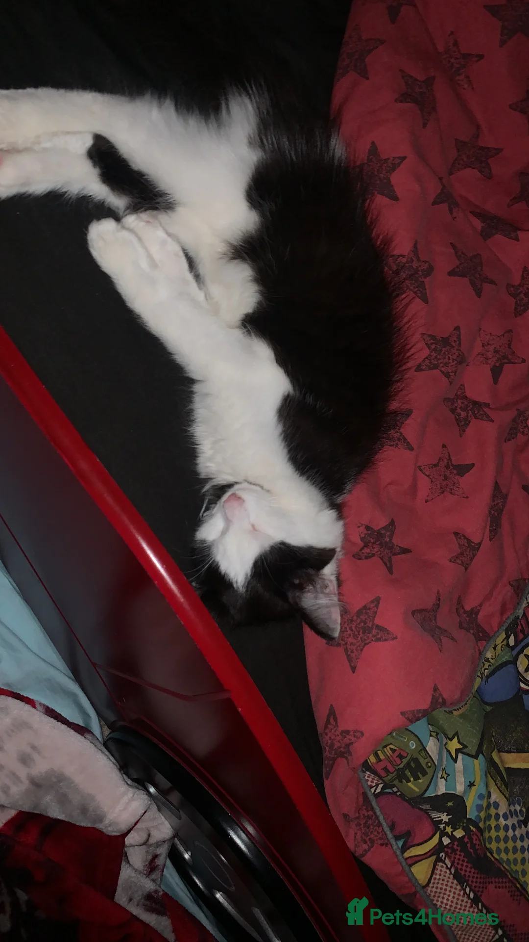 Mixed Breed cats for sale: Male kitten - Advert 2