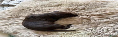 German Shorthaired Pointer Puppy 7