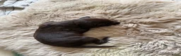 German Shorthaired Pointer dogs for sale: Litter of nine family raised GSPs  - Advert 20