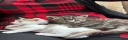 Mixed Breed cats for sale: Kittens ready to go now in Mirfield - Advert 7