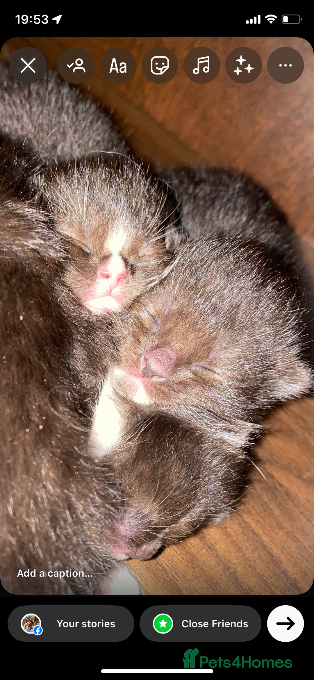 Ragdoll cats for sale: Ragdoll x kittens  - Image 6