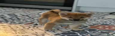 Japanese Shiba Inu 1