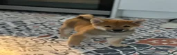 Japanese Shiba Inu dogs for sale: KC REGISTERED SHIBAINU PUPPIES  - Advert 2