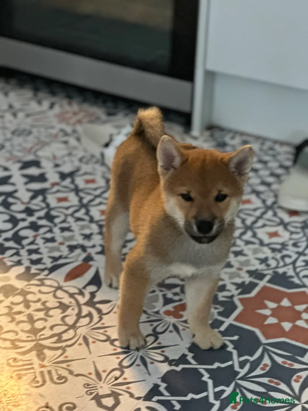 Japanese Shiba Inu dogs for sale: KC REGISTERED SHIBAINU PUPPIES  - Advert 2