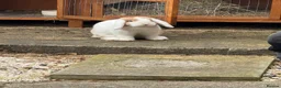 Mini Lop rabbits for sale: Mini lop for sale in Washington - Advert 7