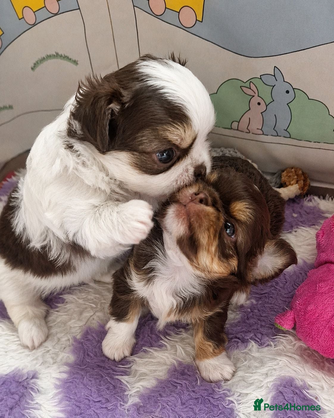 Chihuahua dogs  Long Coat KC CHI pups 1 BOY & 1 GIRL - Advert 3