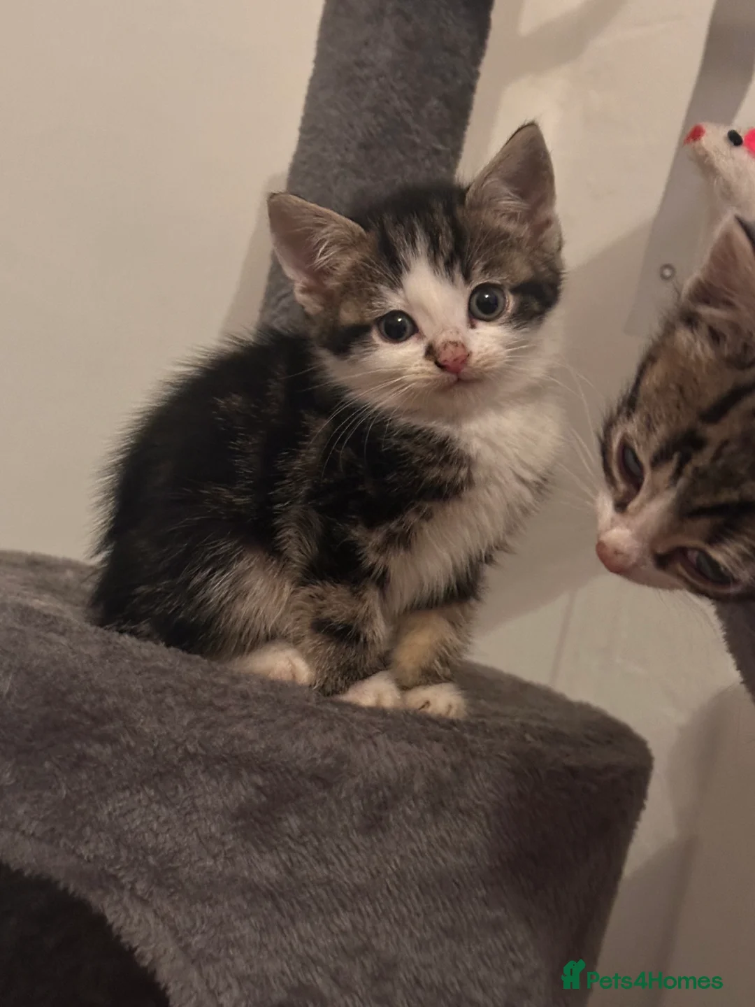 Mixed Breed cats for sale: Kittens - Advert 1