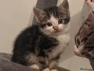 Mixed Breed cats Kittens - Advert 1