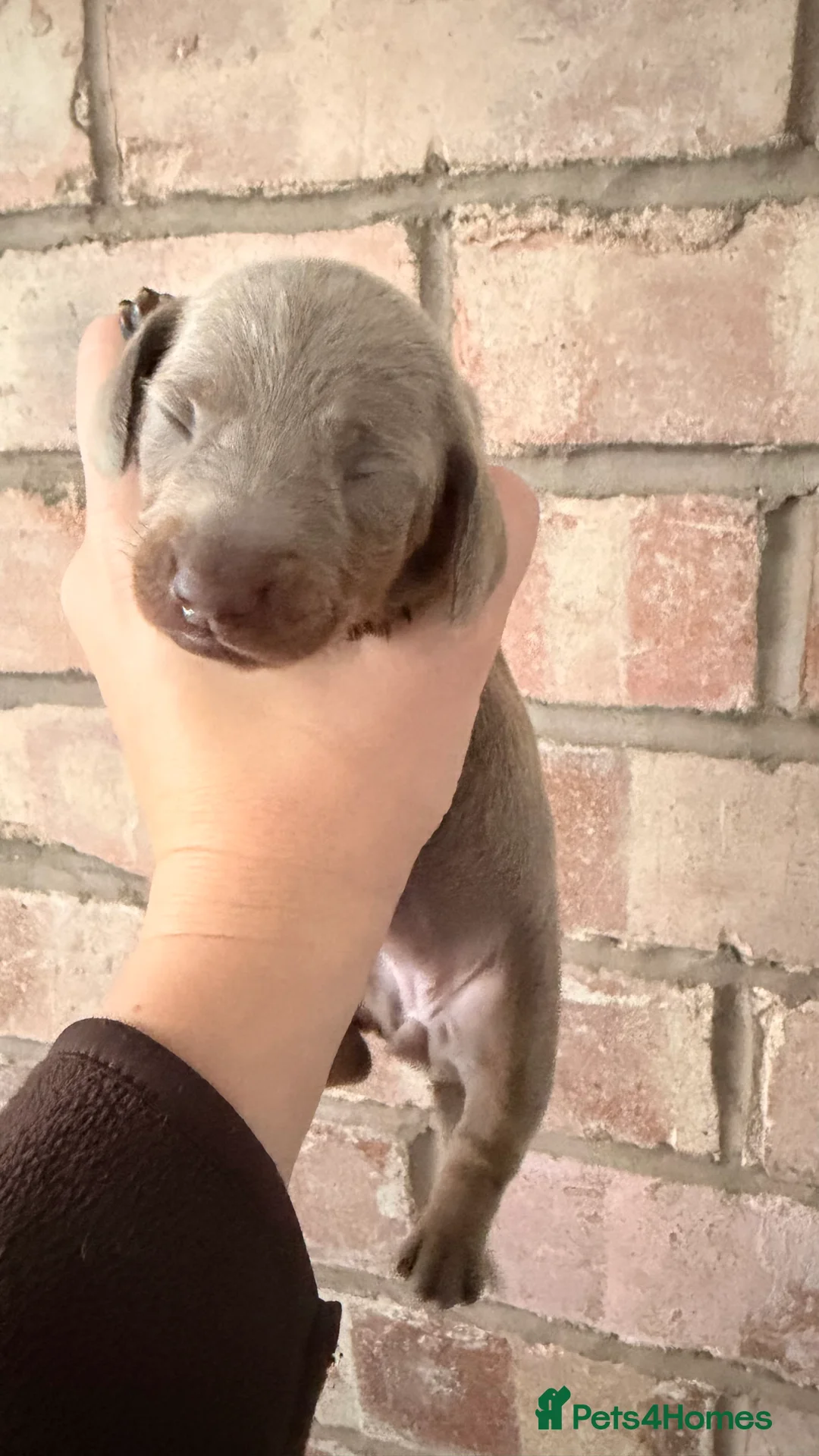 Miniature Dachshund dogs for sale: KC registered miniature dachshund  - Advert 37