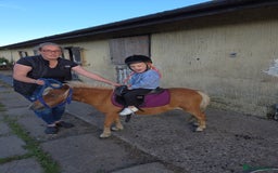 Shetland pony horses for sale: Beautiful 7h Mini shetland Gelding  - Image 19