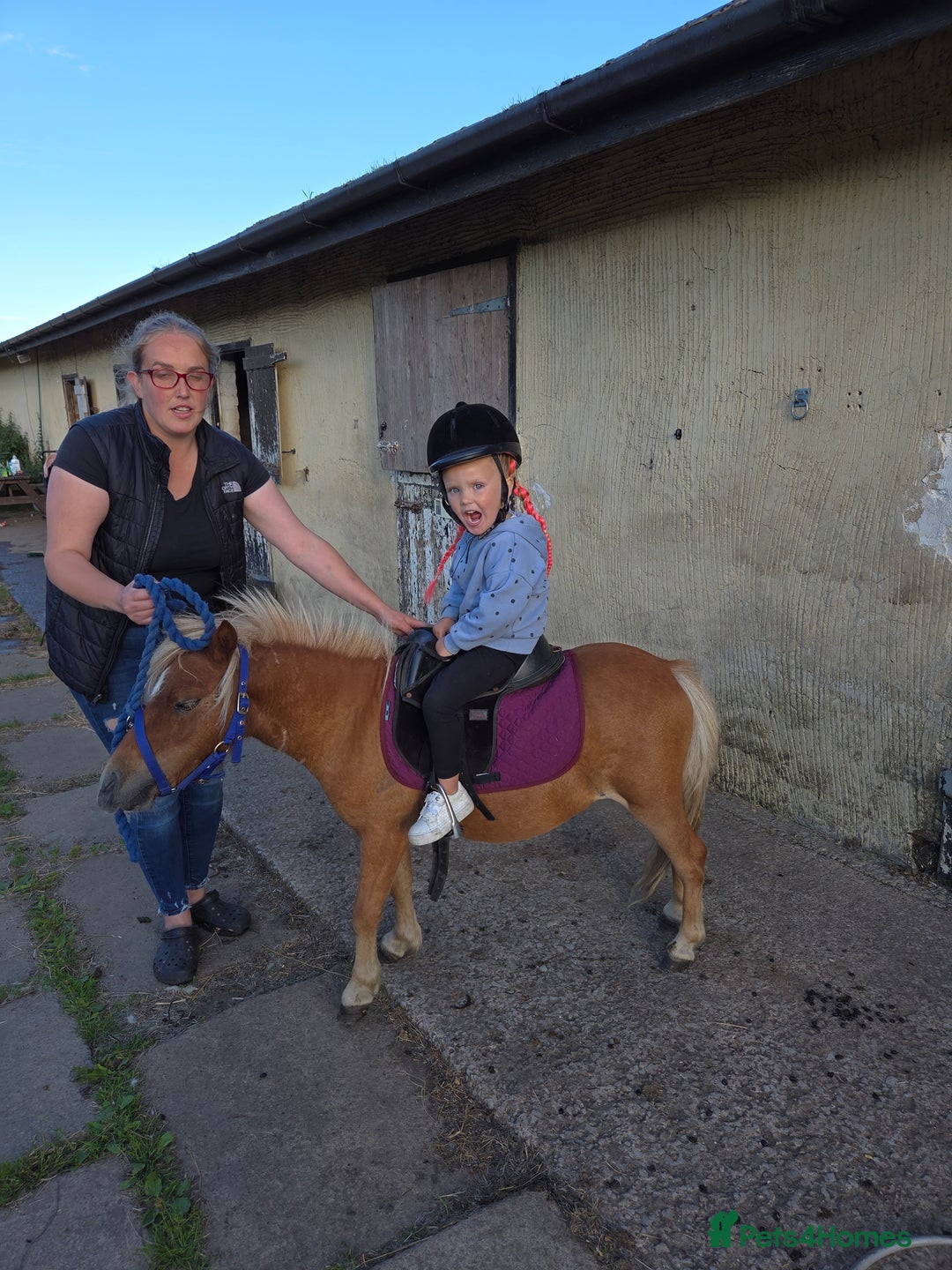 Shetland pony horses for sale: Beautiful 7h Mini shetland Gelding  - Image 19