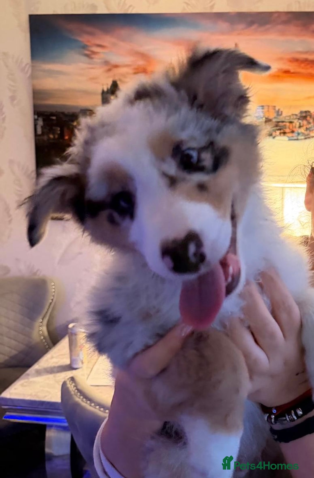 Australian Shepherd dogs for sale: Sweet boy  Australian Shepherd KC registration🥰 - Advert 9