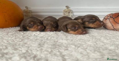 Miniature Dachshund dogs - Advert 1