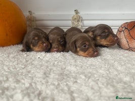Miniature Dachshund dogs - Advert 1