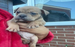 Olde English Bulldogge dogs for sale: Old English Bulldog Puppy’s  - Image 10