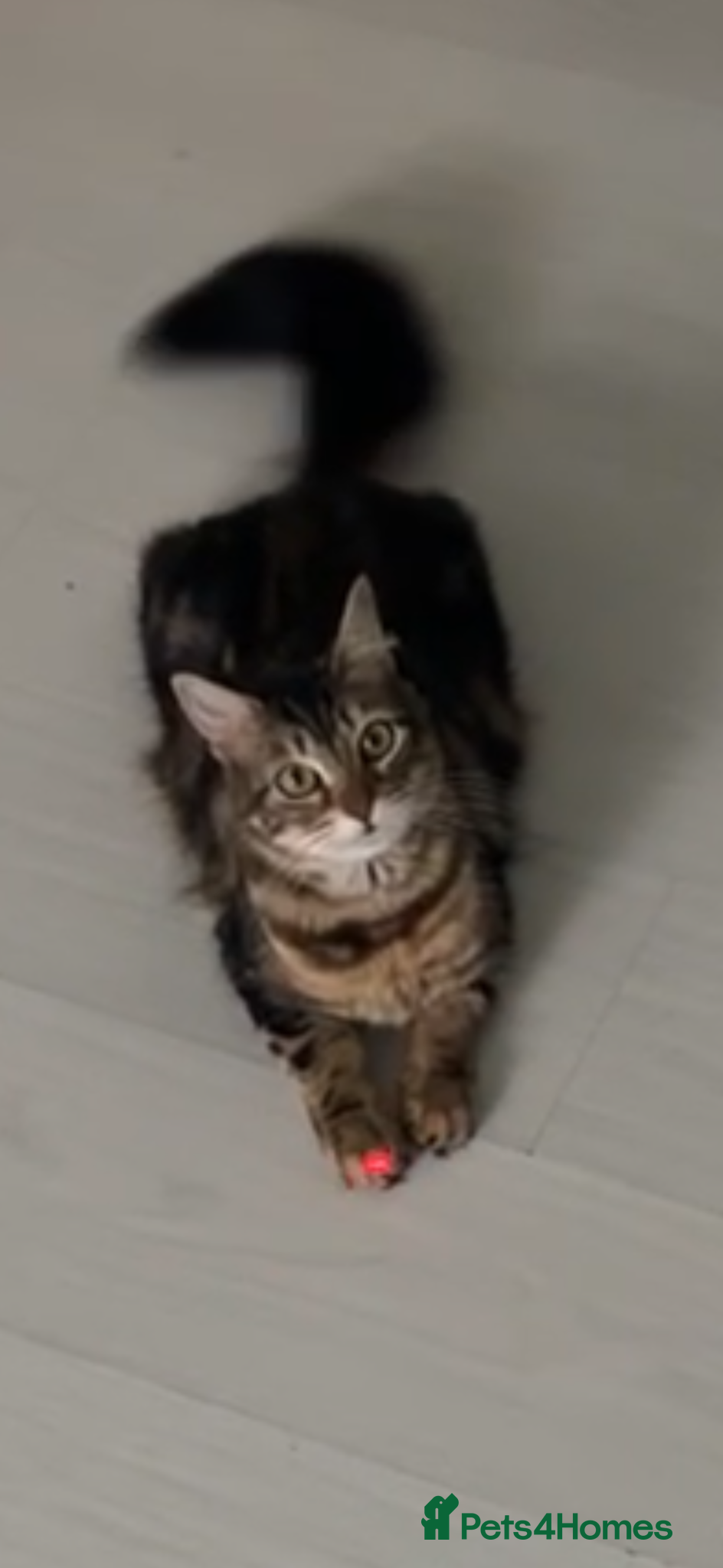 Mixed Breed cats 2 tuxedo kittens for sale - Advert 1